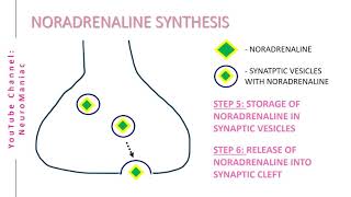 NEUROSCIENCE BIOSYNTHESIS OF NORADRENALINE NOREPINEPHRINE  TYROSINE LDOPA DOPAMINE PRECURSORS [upl. by Aeniah929]