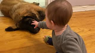 Baby vs Leonberger Part 2 [upl. by Gaeta707]