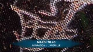 Migration  languille [upl. by Anuala]