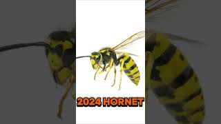 2024 hornet and 5000bce hornet animals trending [upl. by Auqenes]