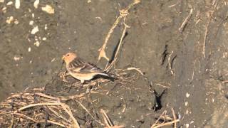 Vogels in ZuidHolland fraters bij Battenoord [upl. by Goldner785]