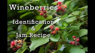 Wineberries Confused for Raspberries Identification Recipe Berry Picking in the Countryside [upl. by Cohlier]