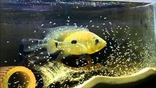 Caquetaia umbrifera Rio Magdalena umbee cichlid spawn [upl. by Eibmab]