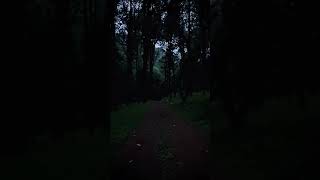 💡 Las luciérnagas iluminan los bosques mágicos de México 🌳📍 Amecameca EdoMéx 🎥IG ivancf [upl. by Ahsercel277]