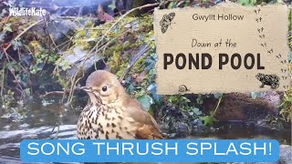 Dec 05  Song Thrush bathing [upl. by Rinna]