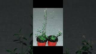 Scientists have revived a plant buried in Siberian permafrost  This plant is 32000 years old [upl. by Wollis]