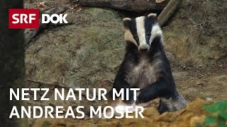 Der Dachs – das heimlichste Wildtier der Schweiz  NETZ NATUR mit Andreas Moser  DOK  SRF Wissen [upl. by Yslehc]