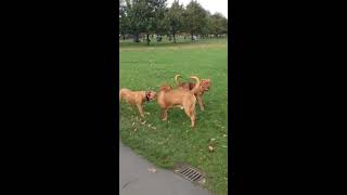 Dogue de Bordeaux fight [upl. by Arrak602]