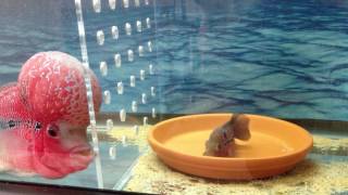 Flowerhorn Breeding Spawning [upl. by Kazimir385]