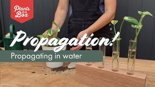 Propagate Pothos from Cuttings [upl. by Strephonn]