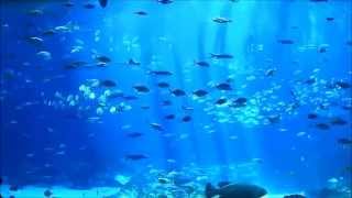 Okinawa Churaumi Aquarium vs Georgia Aquarium [upl. by Godric]