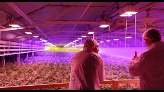 Aphria Inc TSEAPH Leamington Cannabis Grow Operations [upl. by Atika663]