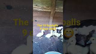 10 fuzzballs are growing cute ducks nature growingup [upl. by Kolosick]