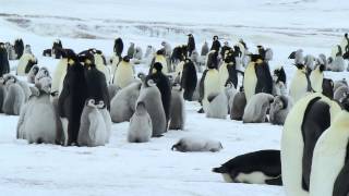 Emperor Penguin Rookery on Snow Hill Island Antarctica  November 2013 [upl. by Betz652]