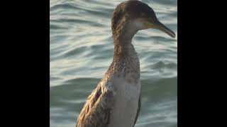 Cormorant stretches its neck after eating a lot of fish [upl. by Eniar]