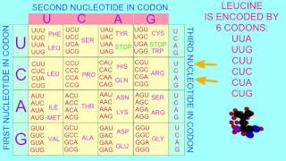 GENETIC CODE IS DEGENERATE [upl. by Rahm]