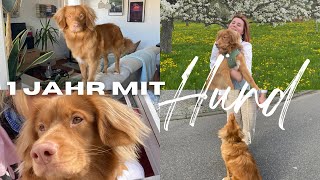 1 JAHR mit HUND 10 Tipps  Hund und Studium TOLLER Welpe Nova Scotia Duck Tolling Retriever [upl. by Sollie]