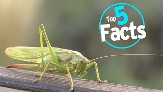 Top 5 Facts About Eating Bugs [upl. by Eeroc480]