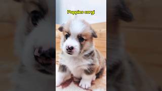 Я и моя сестра😊corgipuppy dog щенкикорги собака cute [upl. by Nwavahs]