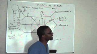 Brachial plexus made ridiculously simple PART 3 Lecture [upl. by Rowena]