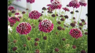 Скабиоза Scabiosa Garden flowers188 Декоративные растения [upl. by Abana]