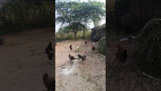 Cockerel New short video chicken cockerel [upl. by Atnim750]