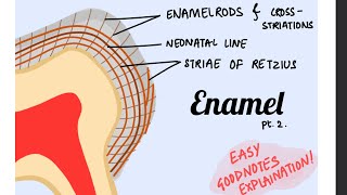 Striae of Retzius Cross striations Neonatal lines of Enamel Orbans histology pt 3 [upl. by Renell802]