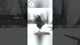 Поют Орловские петухи Папа и Сыновья Russian Orloff Chickens Roosterssing Dad and 2 sons [upl. by Alwyn]