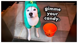 Sneaky Husky TRICKS Me for Candy Halloween Special [upl. by Enilesor]