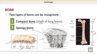 علم الحيوان Zoology  الوحدة 6  Bone [upl. by Eiramanad]