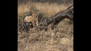 Adorable lion cubs exploring the world [upl. by Lekcim]