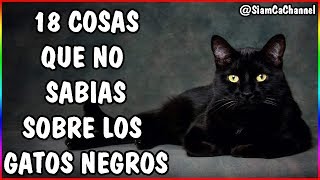 Todo Sobre Los Gatos Negros  18 Curiosidades  SiamCatChannel [upl. by Rozamond279]