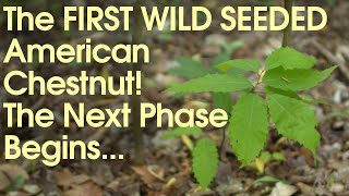 The FIRST WILD SEEDED American Chestnut The Next Phase Begins [upl. by Hatch528]