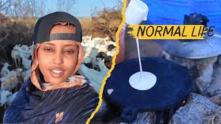 NORMAL LIFE IN SOMALI NOMAD  NOLOSHA CAADIGAA EE SOMALIDA BAADIYAHA [upl. by Derrik797]