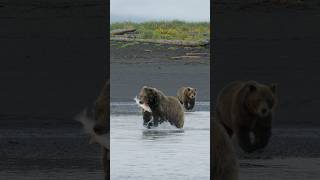 Grizzly Bear Running With Salmon Holding in its mouth Wincent 6s81N bear nature wildlife [upl. by Luke]