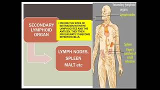 secondary lymphoid organs spleen capsule lymphnode immunology [upl. by Nelyk]