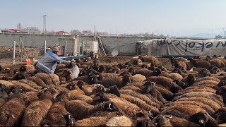 KOYUNLARI TUZLARKEN İZDİHAM ÇIKTI  ANNESİZ KUZUYA YENİ ANNE [upl. by Maite538]