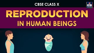 Reproduction in human beings  Class 10th CBSE biology  ncert class 10 science [upl. by Idyak]