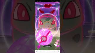 포켓몬고 다이맥스 해보았습니다 1성 이상해씨 pokemon go solo [upl. by Cortney]