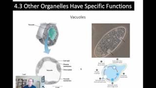 Chapters 14 Su2016 P16 Other organelles [upl. by Ennayllek977]