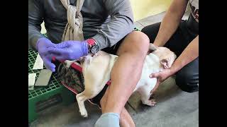 Artificial insemination French Bulldog [upl. by Morty]