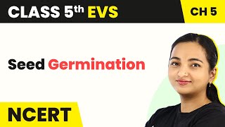 Seed Germination  Seeds and Seeds  Class 5 EVS Chapter 5 [upl. by Ardnued]