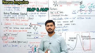 178 Nerve impulse class12 biology  Resting membrane potential  Action membrane potential [upl. by Yenahc]