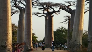 MyWay Madagascar 2014 04 Antsirabe  Morondava [upl. by Ecinwahs]