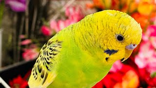 Sunday morning happy Parakeets sounds Cute Birds for cats to watch budgies parakeet parrot [upl. by Kcerb474]