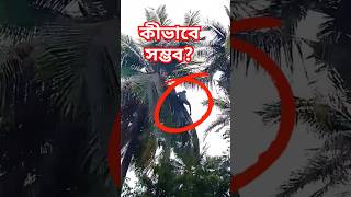 বানরের মতো কীভাবে গাছে উঠে দেখুন।mdzahiradil tree amazingthings 2024 november shorts [upl. by Eugatnom]