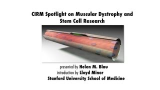 Duchenne Muscular Dystrophy and Stem Cell Research  Helen Blau Stanford Medicine [upl. by Nnaylloh]