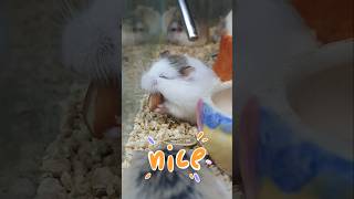 THỬ THÁCH ĂN ĐẬU CỦA EM HAMSTER ROBO hamstermiendathua petshopmiendathua [upl. by Latyrc]