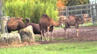 Chameau et Boeuf a grandes cornes zoo de Beauval [upl. by Gertruda]