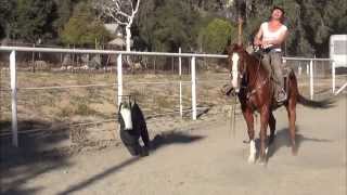 Camarillo Performance Horses  First Time Cutting [upl. by Anaiv]